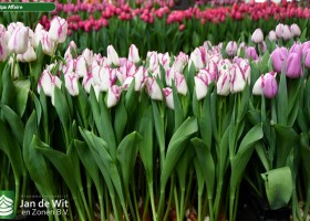 Tulipa Affaire ® (1)